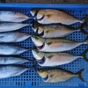 沼津 戸田係留船 最新釣り情報 