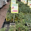 夏の楽しみ。