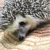 ハリネズミ情報！