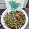 ド素人が、ベランダ菜園もどきしてみた🌿