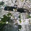 最後の桜かな？