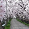 紀の川北岸自転車生活　近所の神社の桜がトンネルのようできれいでした