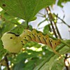 クロメンガタスズメガの幼虫？にビックリ