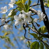 【岐阜市柳津町】星の形をした『高桑星桜』