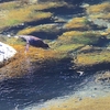 カワガラスの川　まだまだ