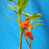 Dendrobium mohlianum