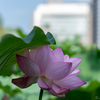 2018-07-21_不忍池@上野公園の蓮の花（午前の部、その１）