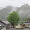 大銀杏の花が路面にいっぱいです。