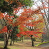 大庭城址公園紅葉