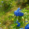紫陽花・菖蒲