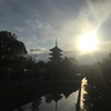 お花見しましょう！　東寺　桜