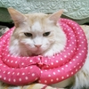 後１日で休みだ～～～！🙌( ´艸｀)