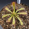 Drosera capensis x spathulata (Apr.2022)