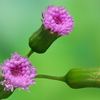 散歩道の花　12月~2