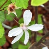 ニガイチゴの花