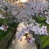 そすいさんぽ🌸桜夕景