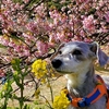 ❝ 道の駅 「下賀茂温泉　湯の花」河津桜  ❞ 愛犬とおでかけ-静岡県観光🎵　2022年2月18日①