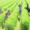 農園日誌Ⅲーむかし野菜の四季