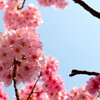 桜の木を印象深く撮る方法