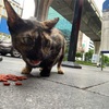ニャンコな月曜日。