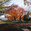 まだ間に合あた「金沢城公園の紅葉」