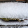 雪による鳥よけ