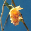 Dendrobium nudum