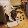 ねこの生活。