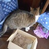 春来たりなば、猫来たる。