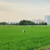 【7月 田舎の風景】自然豊かな田舎での生活と育児