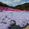 三重県・おかげ横丁と芝桜祭り。＋pixivでの活動開始しました