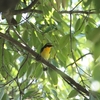 カイツブリ・キビタキ・オオルリ・エゾビタキ・コサメビタキ・ムシクイ(大阪城野鳥探鳥20230930 5:40-12:20)