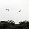 珍鳥ヘラサギが飛来 湖北地域の琵琶湖岸