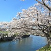 加東の桜－木梨の三草川の堤の桜