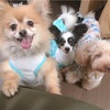 保護犬カフェに行ってきた話。里親になるという選択肢。