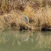 野の鳥を好きにさせた奴…アオサギ