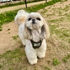 ドッグランって何すればいいのかな？