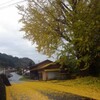 落葉・・・黄色いじゅうたん