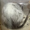 しろごまあん952日目