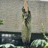 京都府立植物園　【死体花】発見！