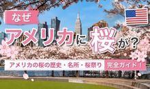 なぜアメリカに桜が？アメリカの桜の歴史・名所・桜祭り完全ガイド！