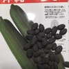 へちまの種を蒔きました。