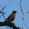 コマツグミ(American Robin)