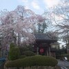 仙台は桜が見頃です。コロナが嘘のようです。今回の週末は引きこもり状態ですがランだけは唯一の外出です。