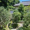 夏本番になる前にヤマボウシ、ヒメイチゴの木などの剪定とドクダミ、シダ植物の除草。