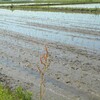 アマガエルは青虫を食べるらしい