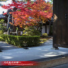 妙心寺・山内寺院