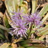 野草の花も、春雨に濡れて…。