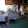 南の島の市場猫2017盛夏2。