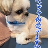 トリミングでオシャレに変身♪
